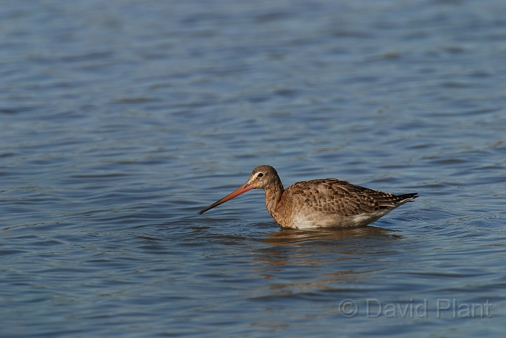 Black-tailed godwit - E.JPG - Black-tailed godwit - Slimbridge